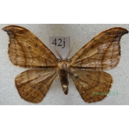 Drepana curvatula (Borkhausen, 1790) male Wycinka zakrzywica Czech42j